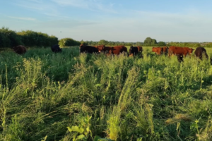 The principles of regenerative agriculture