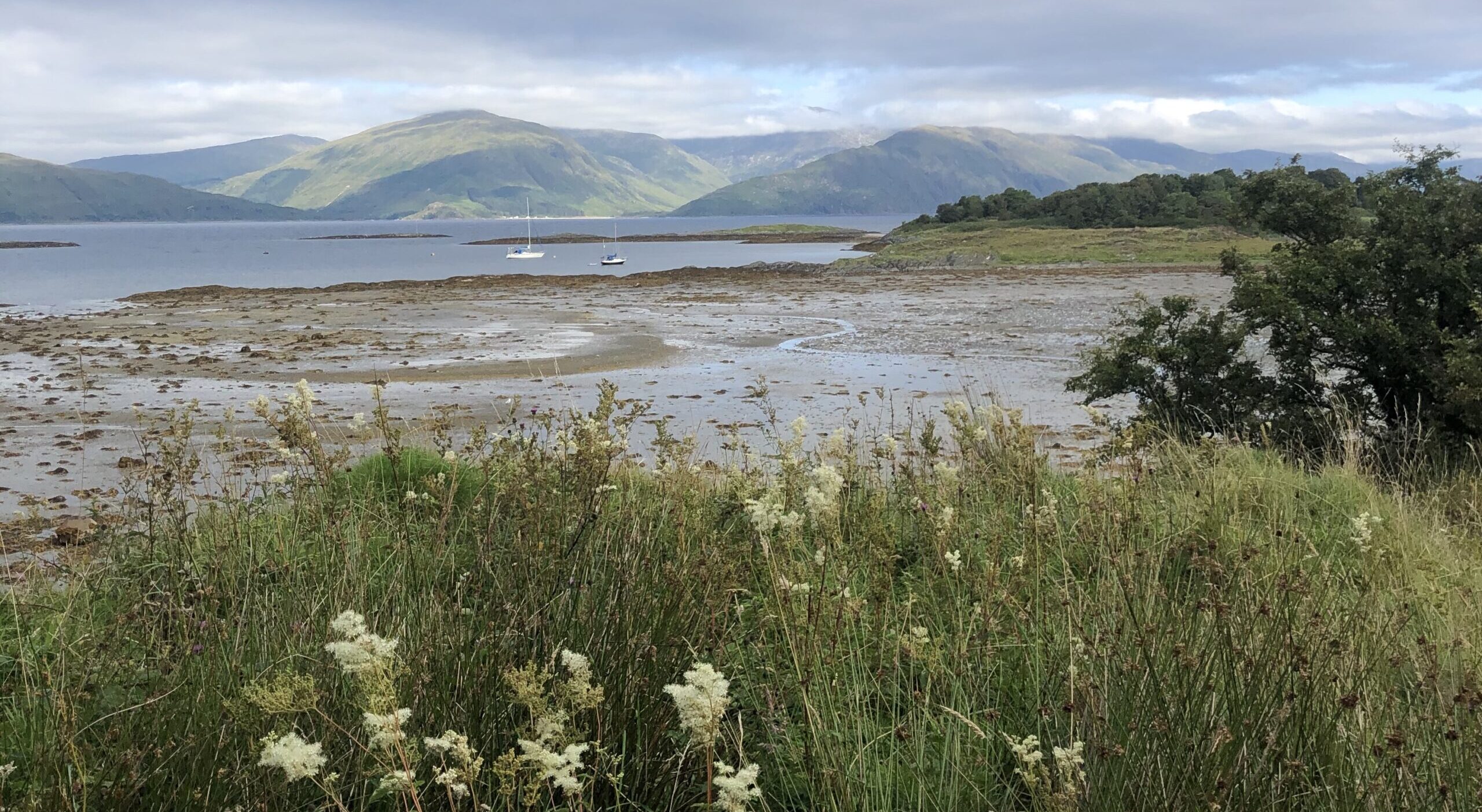 Laggan Croft - An Exploration of Regeneration - Roots of Nature