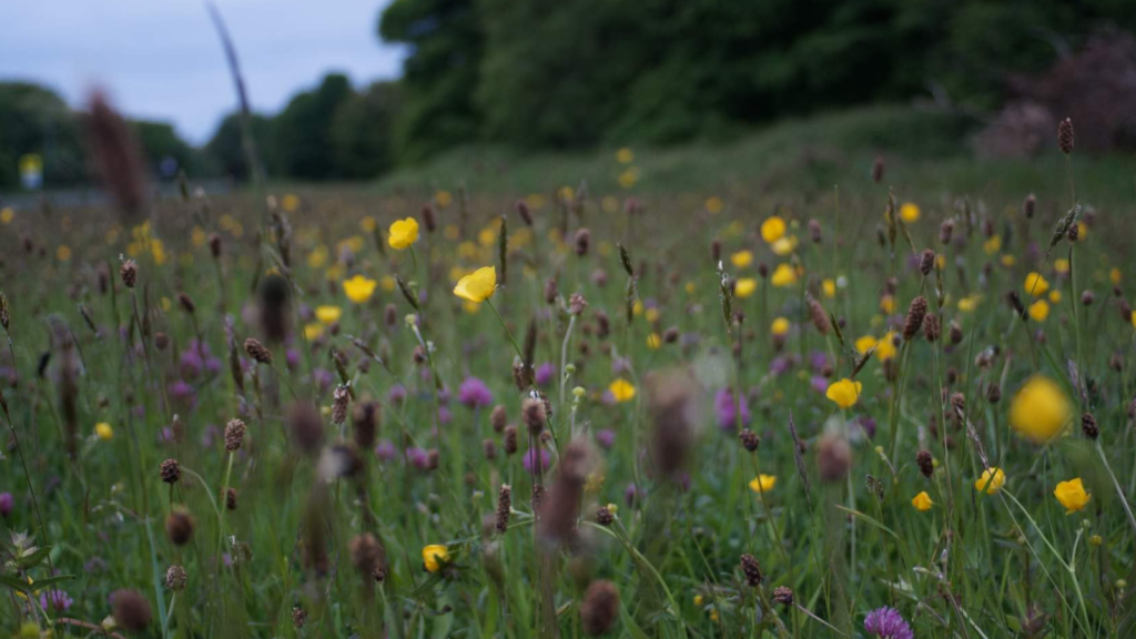 Regenerative grazing