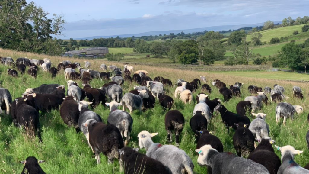 Regenerative grazing with sheep