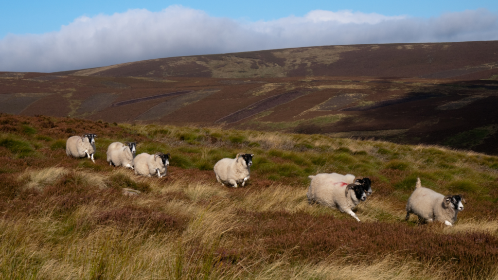 A whole systems approach to tick control