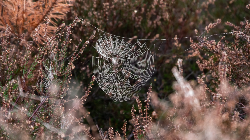 A whole system approach to tick management