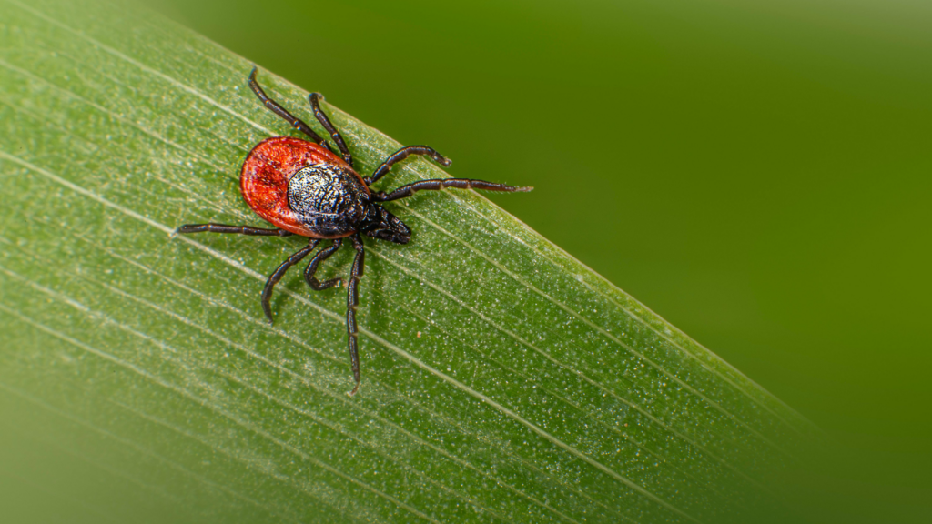 A whole system approach to management of ticks
