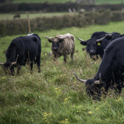 Ungrazed spring paddock — holding back before the summer grazing plan