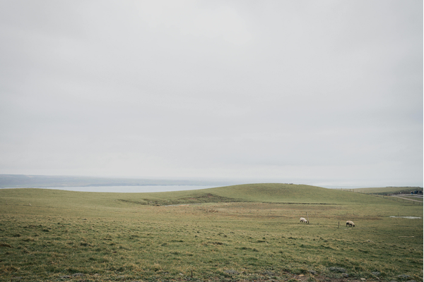 Tired set-stocked permanent pasture after decades of selective grazing