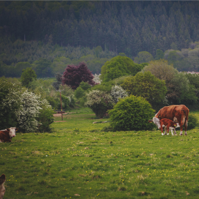 Paddock at peak recovery — sward at the blaze of growth