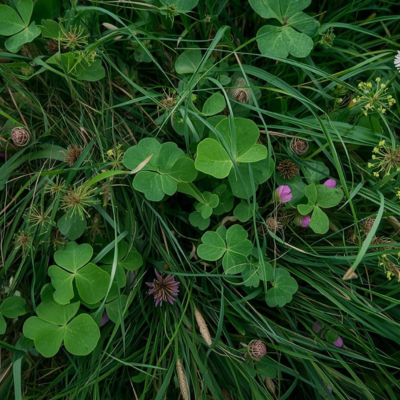 Diverse sward showing species variety and root depth resilience