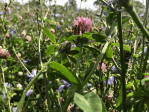 Herbal ley