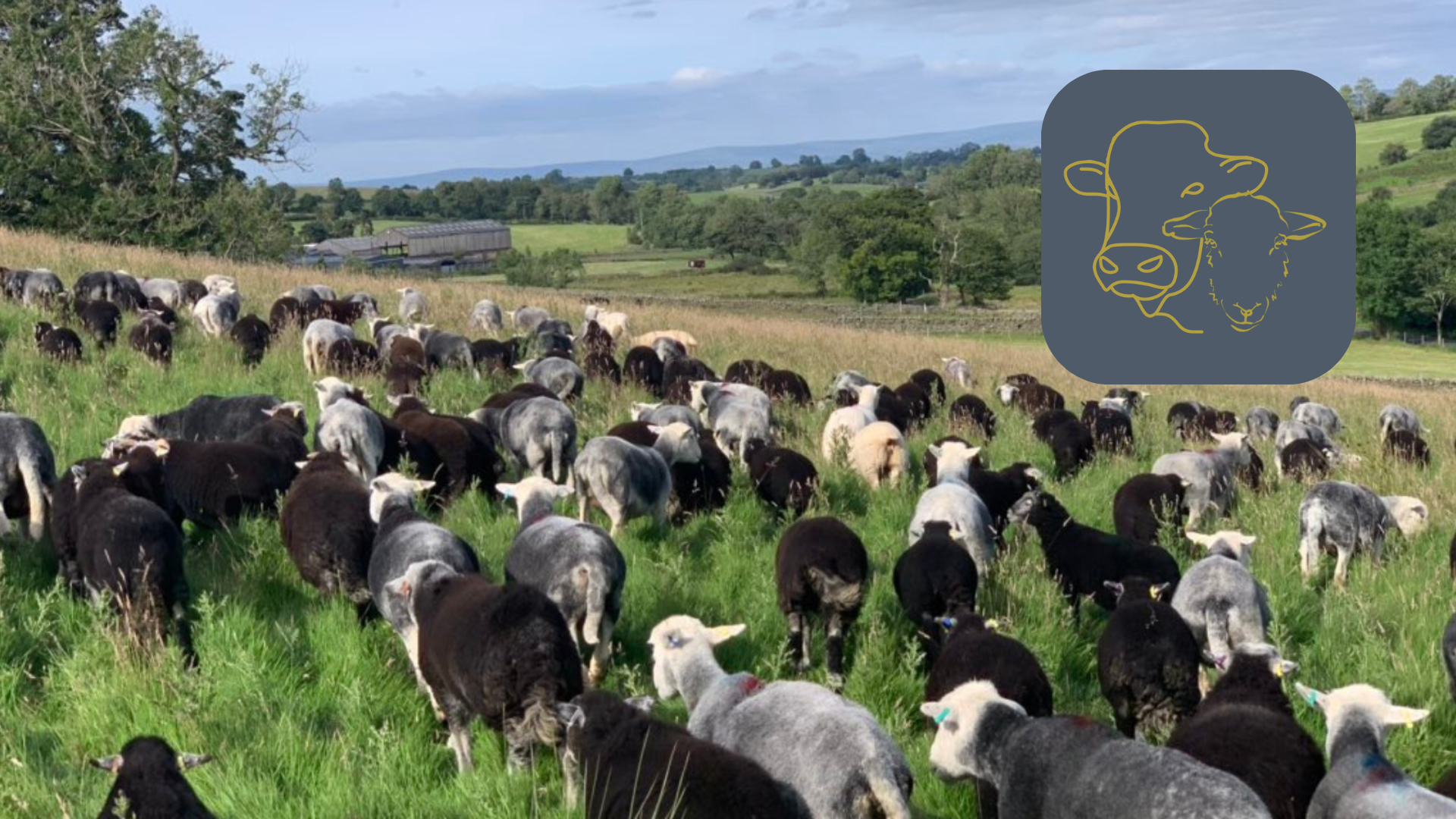 Herdwick sheep grazing