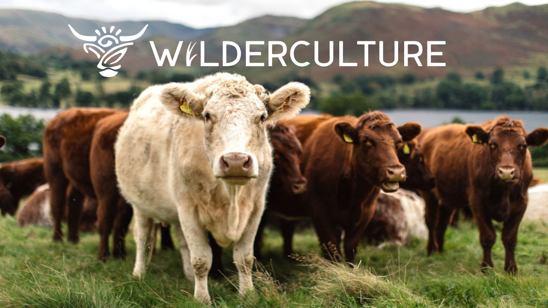 Native-breed cattle in upland pasture