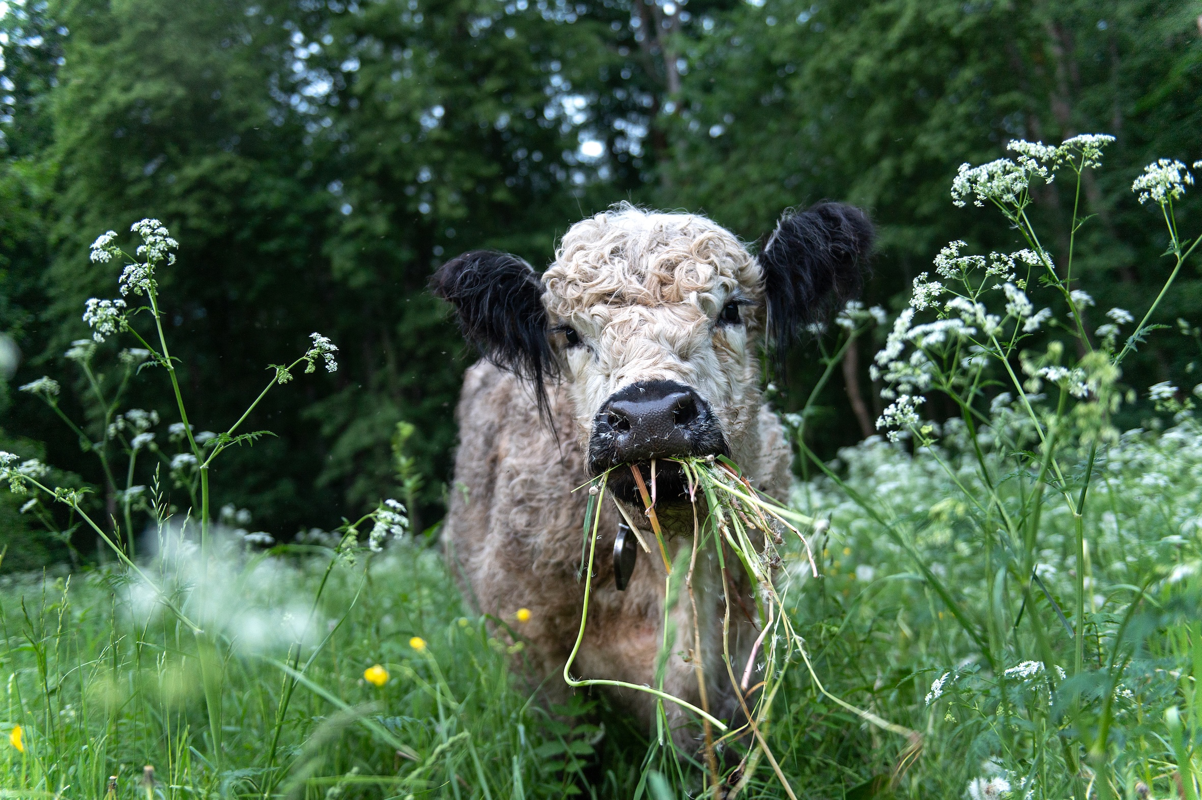 Native-breed cattle grazing diverse pasture