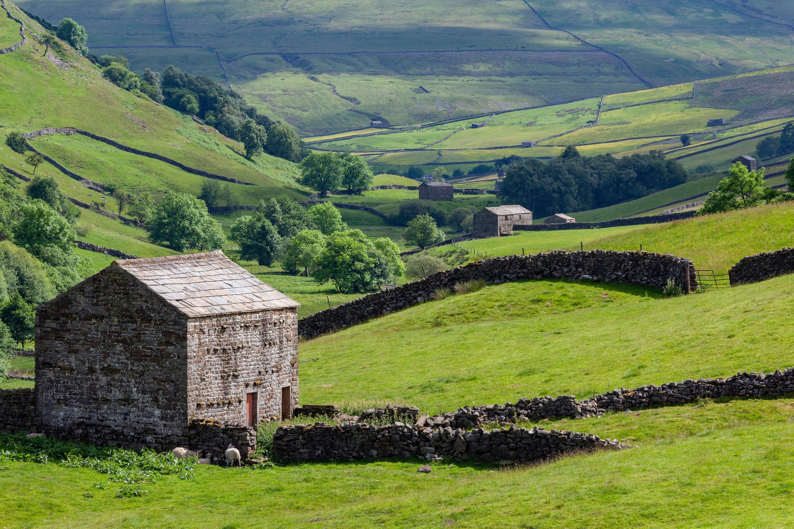Stone barns and dry-stone walls across an upland estate in the Yorkshire Dales