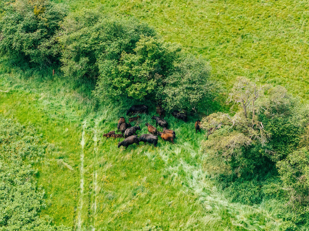 Managing grassland for drought