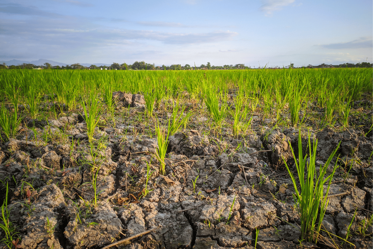 Baked, capped soil surface that sheds rain rather than absorbing it