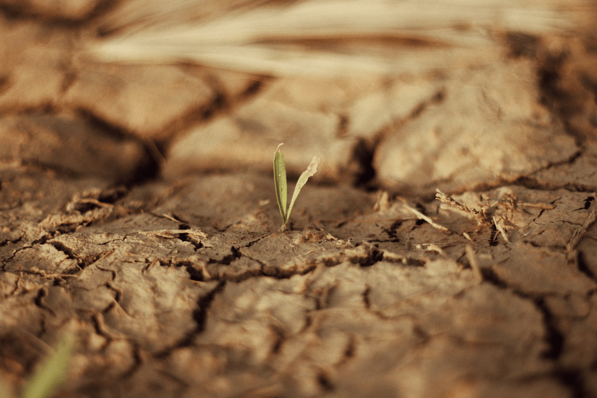 Bare, sun-exposed ground in late summer with no standing canopy to shade the surface