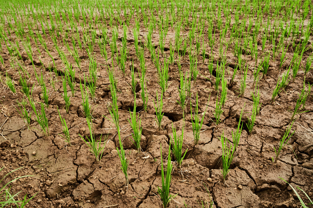 Burnt-off pasture in a dry summer, growth stalled and the sward browning off